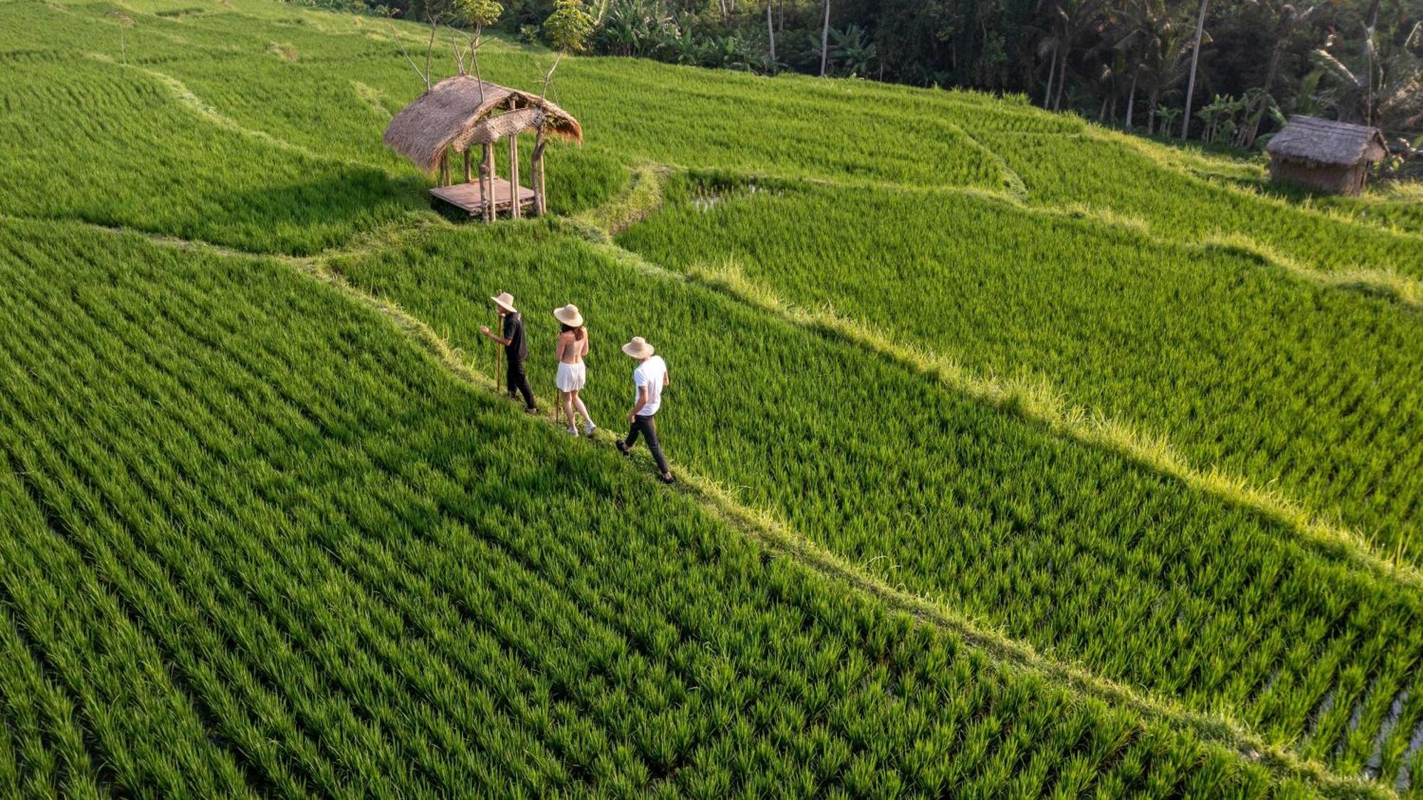 Ubud Nyuh Bali Resort & Spa Экстерьер фото Rice fields in Chiang Mai, Thailand